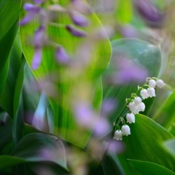 Spring dream